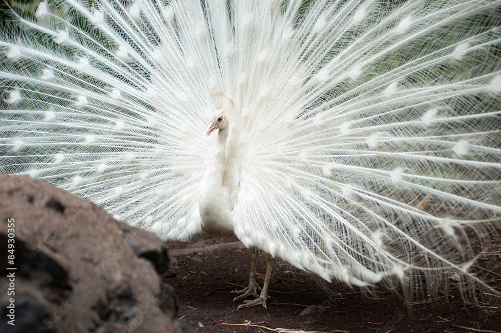 White peacock with beautifu