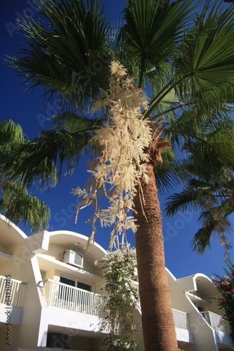 Palma daktylowa w Egipcie photo