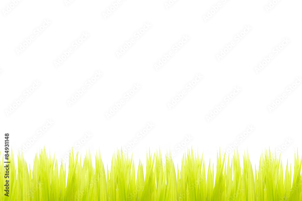 Fototapeta premium green grass under white background.