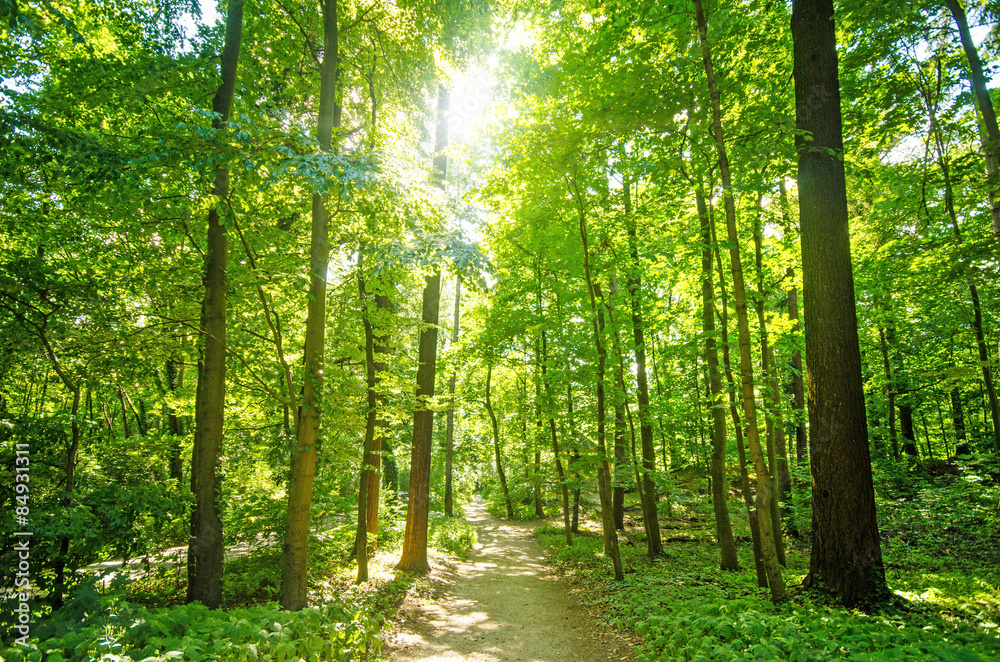 Einladung zum Träumen und Entspannen: Wald mit Morgensonne :)