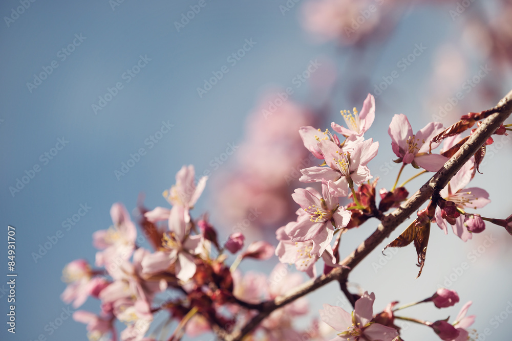 Closeup of cherry tree (prunus sargentii) blossoms in spring Closeup of cherry tree (prunus sargentii) blossoms in spring