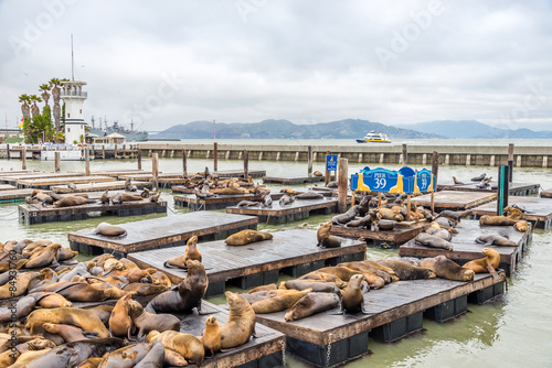 Fototapeta Naklejka Na Ścianę i Meble -  Pier 39 in San Frnacisco