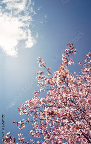 Cherry tree blossoms in the spring