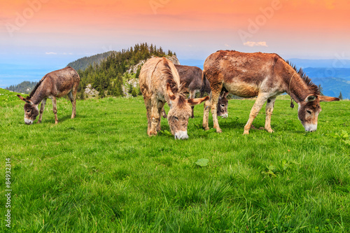Herd of donkeys in the field