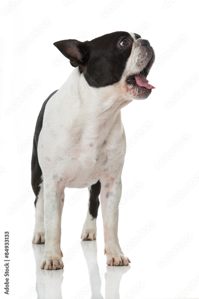 Gähnender Hund Gähnender Hund