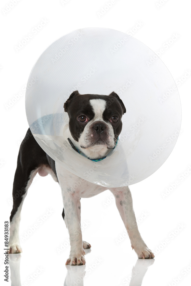 Fototapeta premium Hund mit Schutzkragen