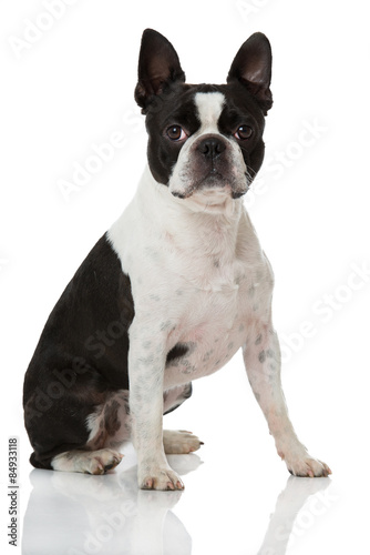Fototapeta Naklejka Na Ścianę i Meble -  Boston Terrier