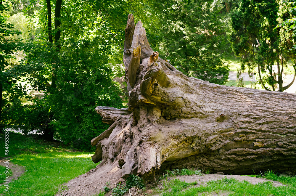 root of the fallen big tree