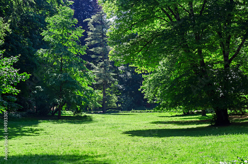 green grass field in big city park