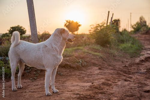 dog white  in sunset