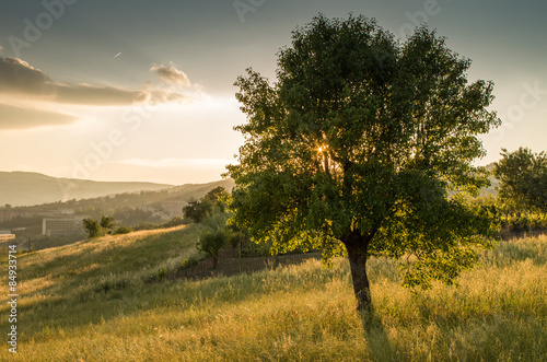 A tree in the sunset