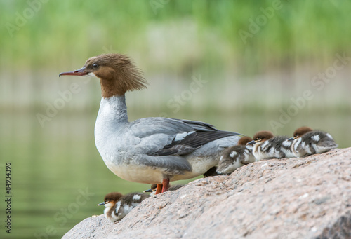 Goosander
