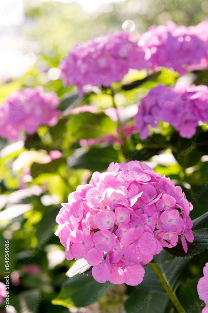 Fototapeta premium あじさい
