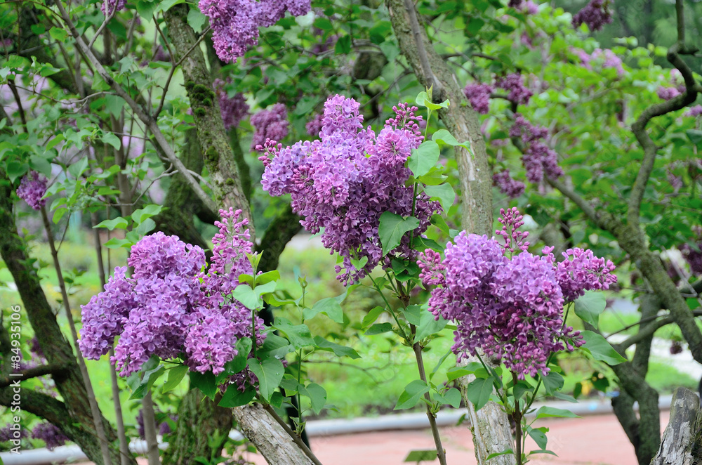 Obraz premium Syringa lilac flowers close up