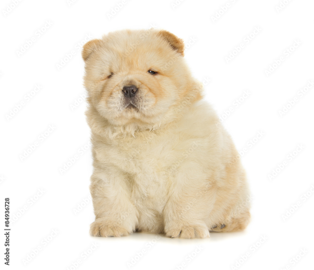 chow-chow puppy chow-chow puppy