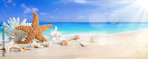 seashells on seashore in tropical beach - summer holiday background
 #84936729
