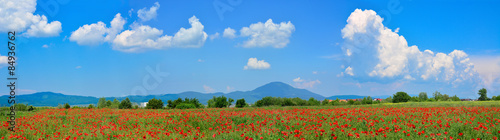Beautiful panoramic view of a poppy field in summertime