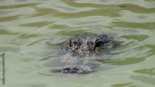 American alligators in Everglades NP. Florida, USA photo