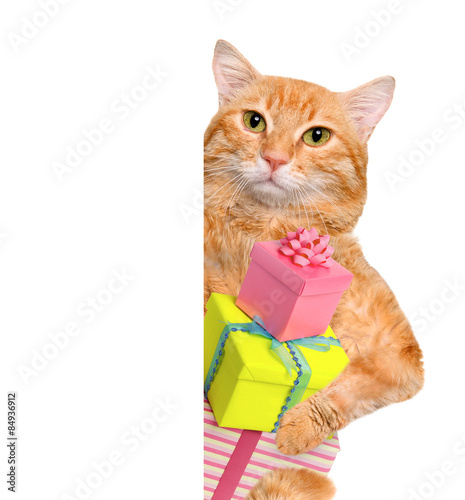 Cat with gifts behind the white banner. 