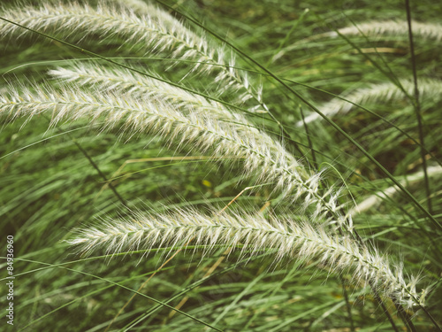 Grass Meadow Field Nature Background Vintage style