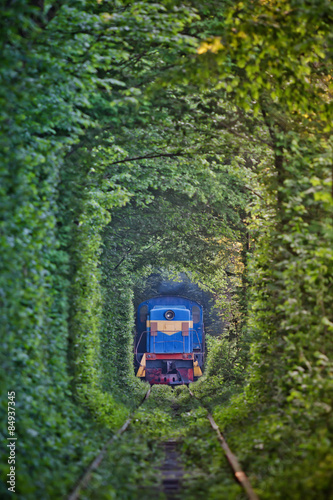 Natural tunnel of love formed by trees in Ukraine