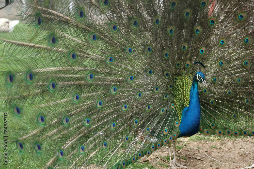 Fototapeta premium Peacock