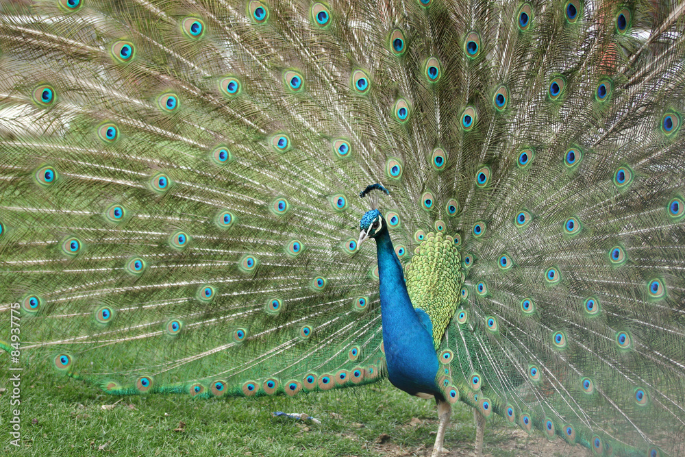 Obraz premium Peacock