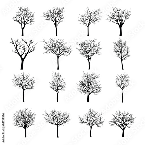 Trees with dead branch
