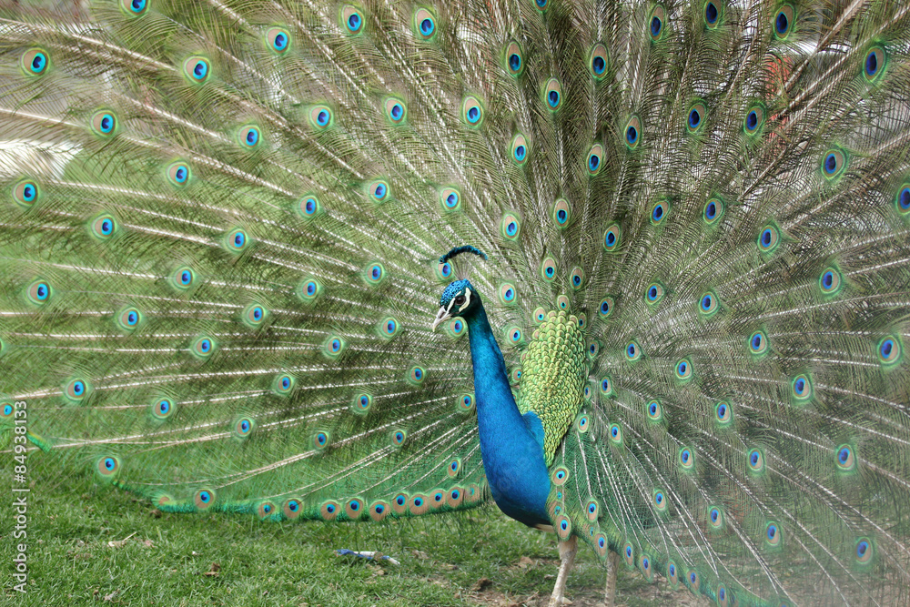 Obraz premium Peacock