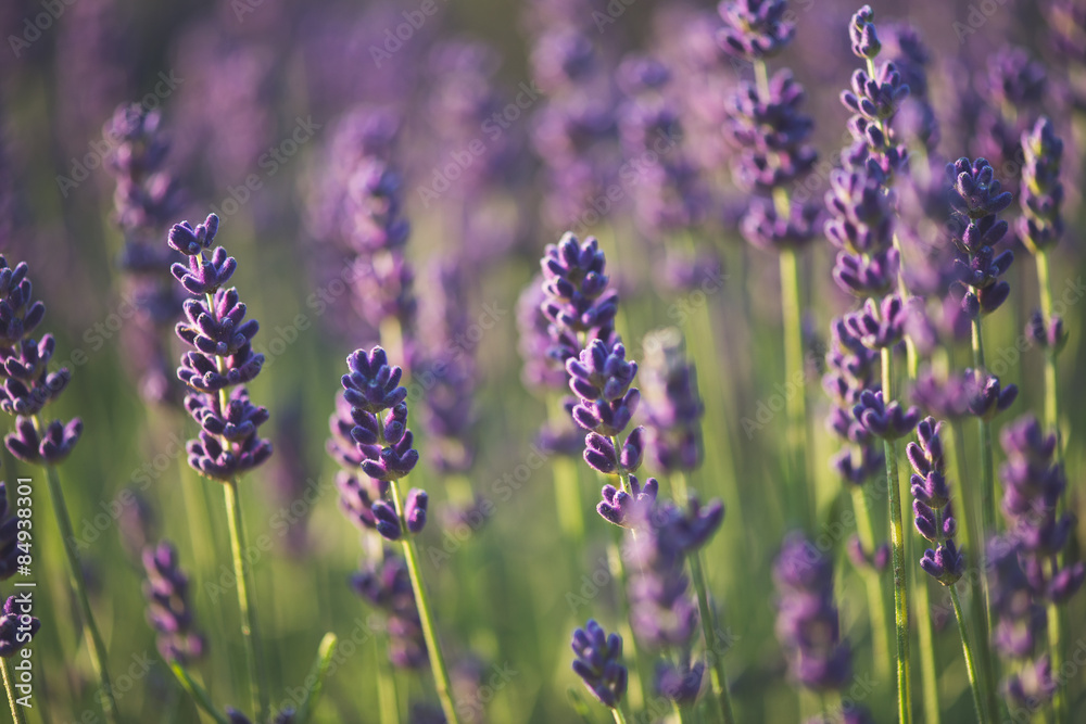 Naklejka premium lavender