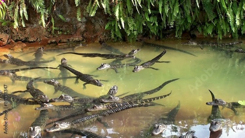 Hatchlings of American Alligator in the Everglades Alligator Farm. Florida photo