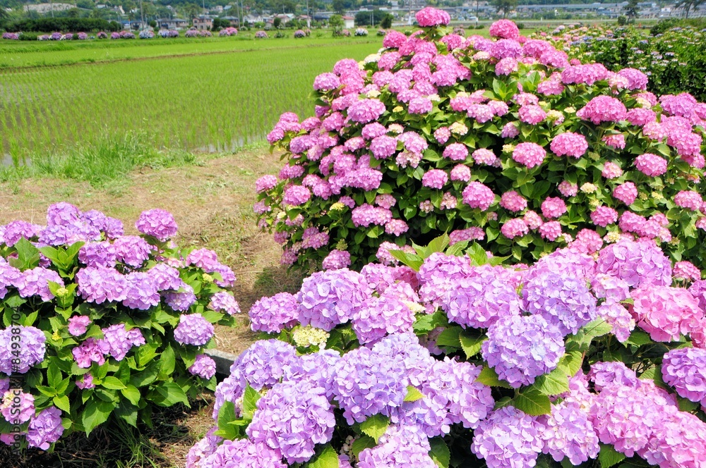 紫陽花と田んぼ