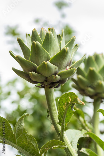 Ripe Artichoke. Close up with natural light. Sicily.  photo