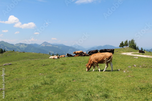 Schafberg / Kühe auf Weide in den Bergen © leomalsam