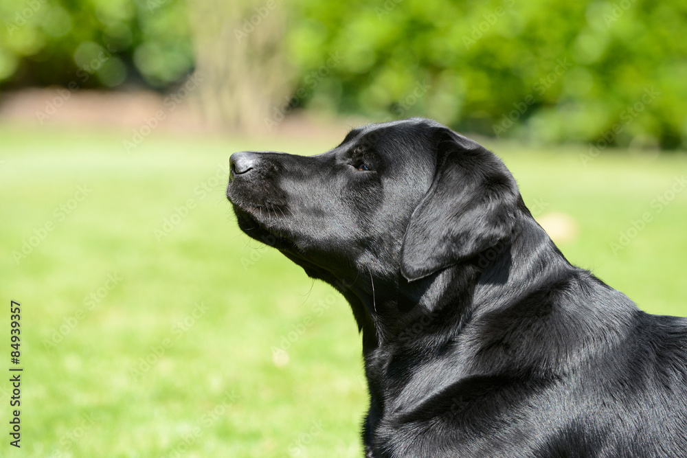 Head from black labrador