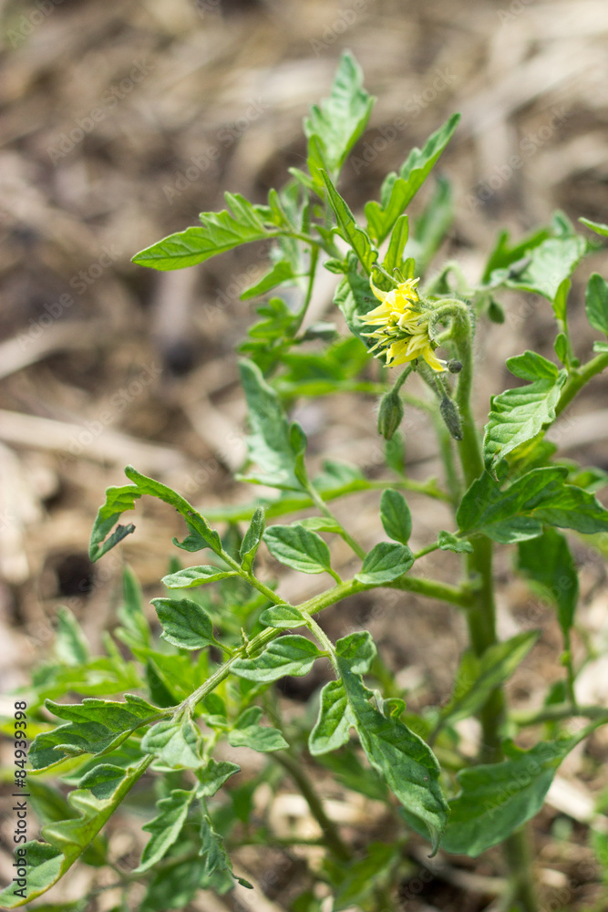 Organic farming, spring, garden, greens, vegetables,tomatoes spr Organic farming, spring, garden, greens, vegetables,tomatoes spr