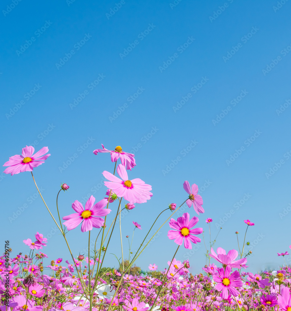 image of Group of Purple cosmos flower.