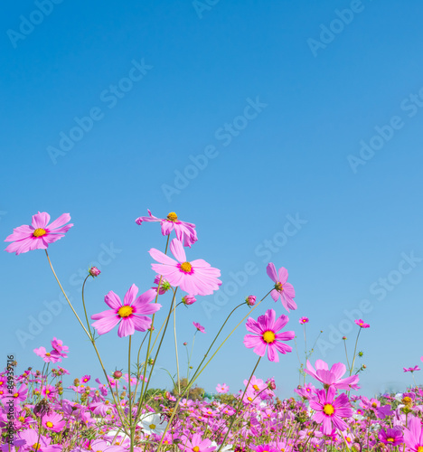 image of Group of Purple cosmos flower.