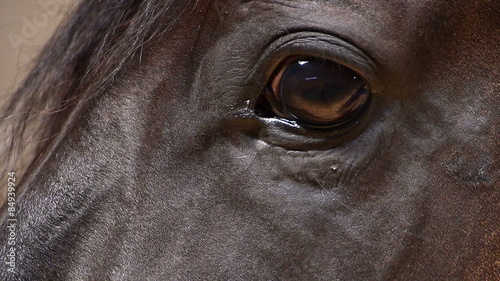Brown horse eye looking at camera. Close up. Profile. 