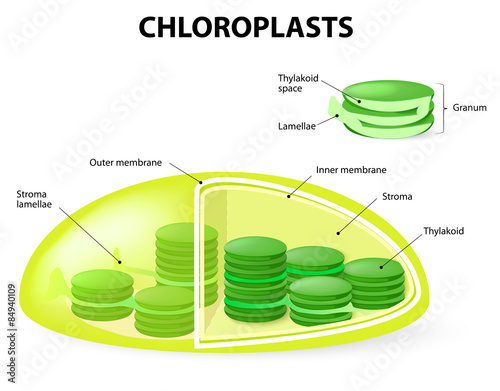 Structure of a chloroplast