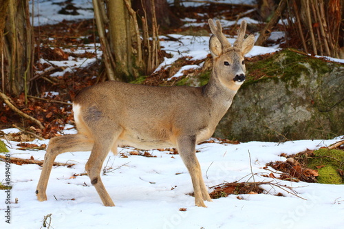 Photos Rehbock winter