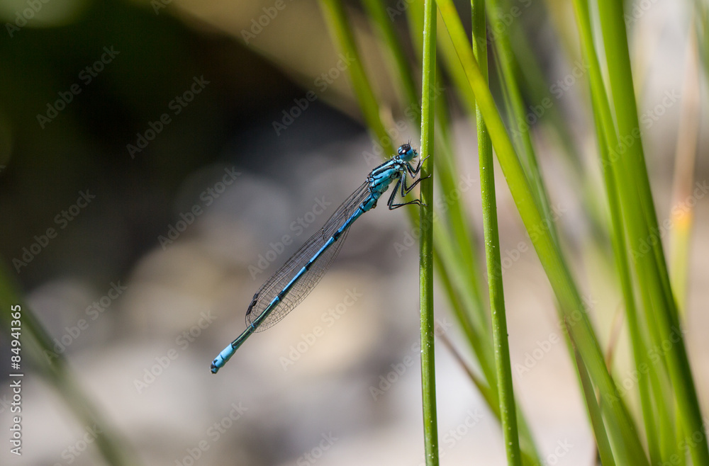 Azure Damselfly Azure Damselfly