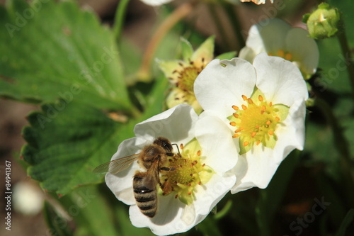 Bee