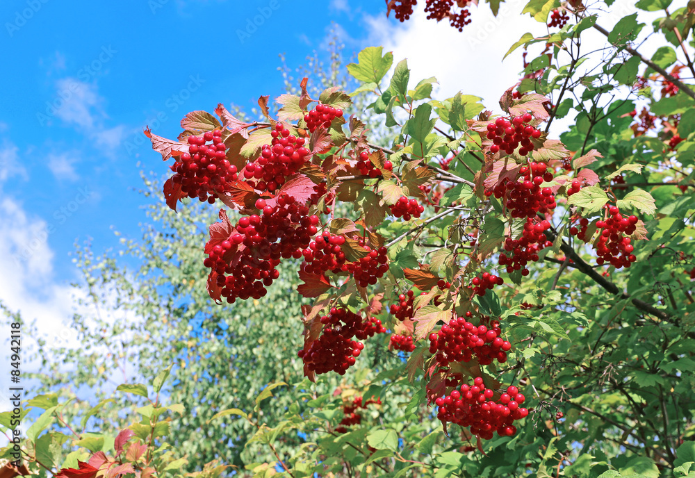 Bright red clusters of berries of Viburnum on the branches