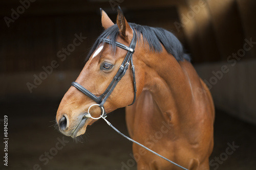 Fototapeta Naklejka Na Ścianę i Meble -  Portrait eines Springpferdes 