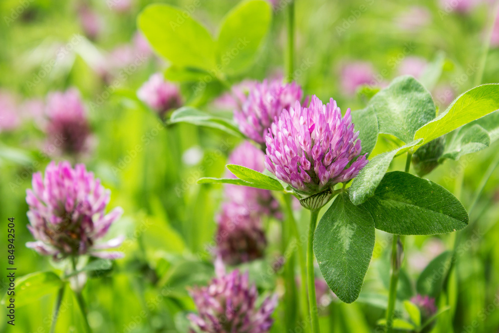 clover / Meadow with blooming red clover clover / Meadow with blooming red clover