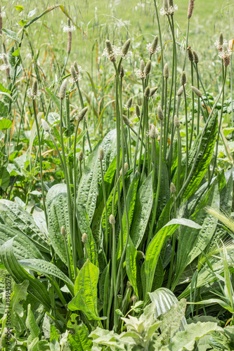 Bilde på lerret plantain / Plantain plant in a meadow