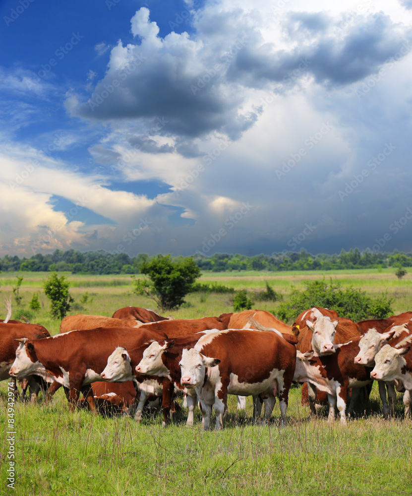 Obraz premium A group of Hereford cows being rounded up for branding