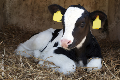 Fotobehang young black and white calf lies in straw and looks alert