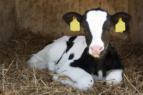 Fényképezés cute young black and white calf lies in straw